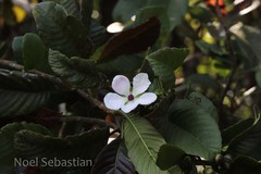 Dillenia bracteata